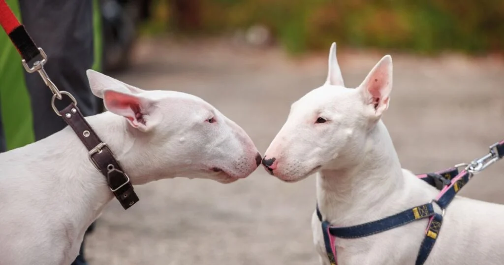 Bull Terrier cachorro