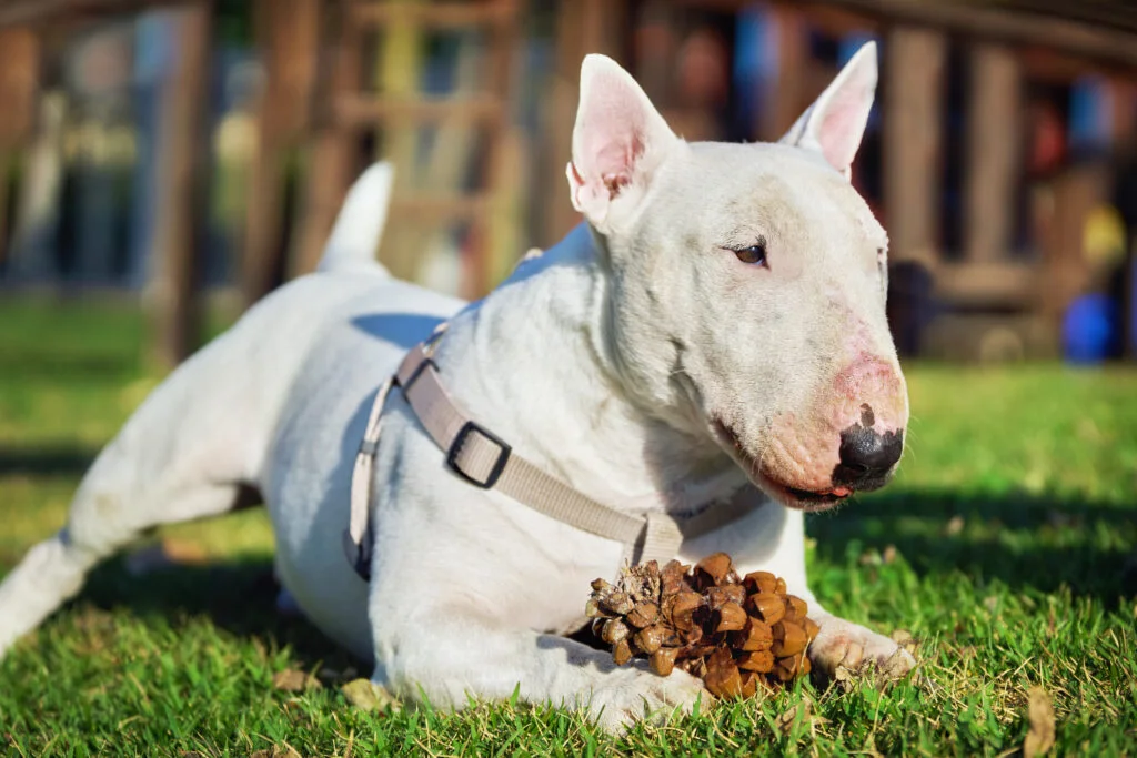 Bull Terrier cao