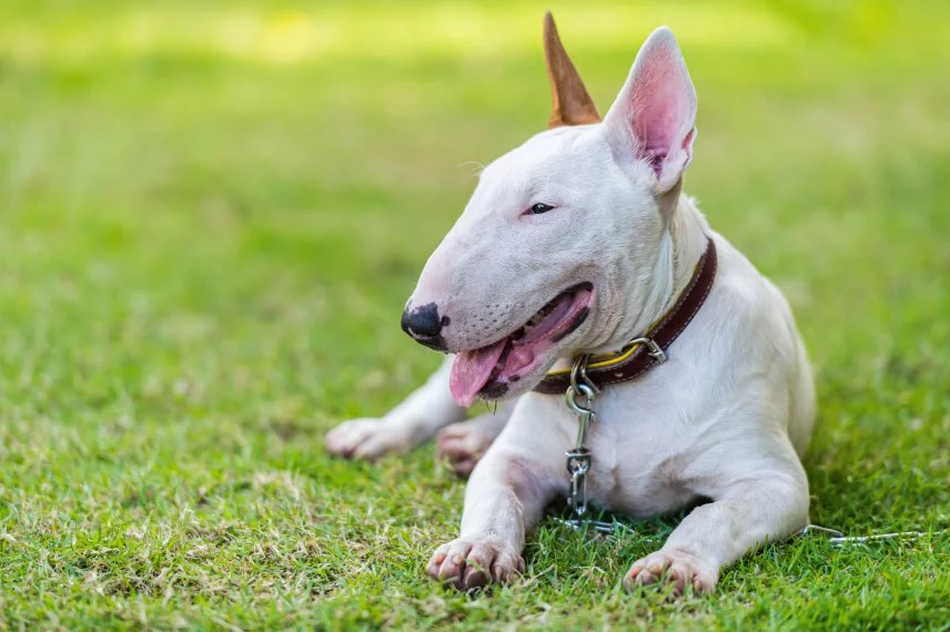 Bull Terrier