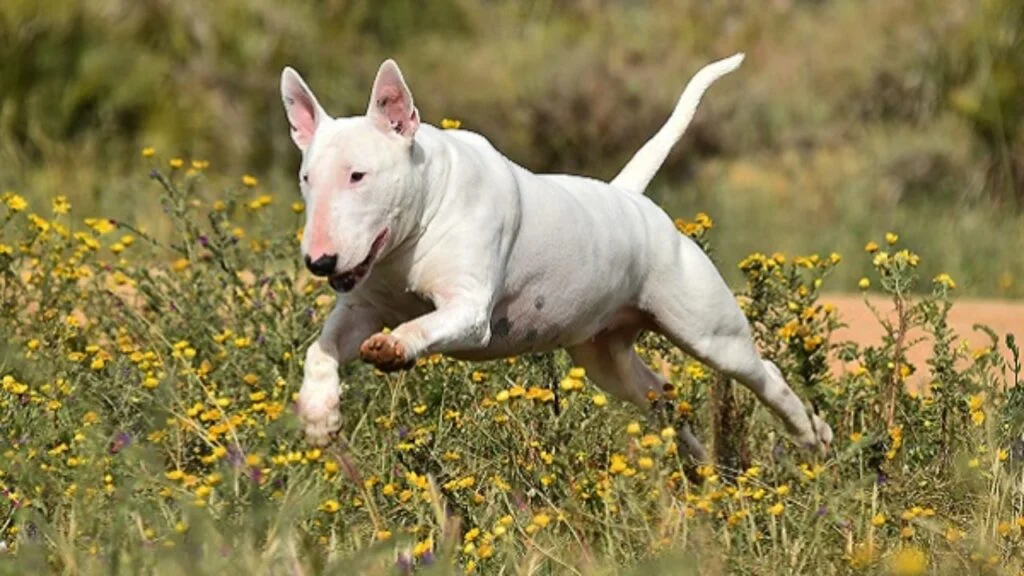 bull terrier doencas 1280x720 1
