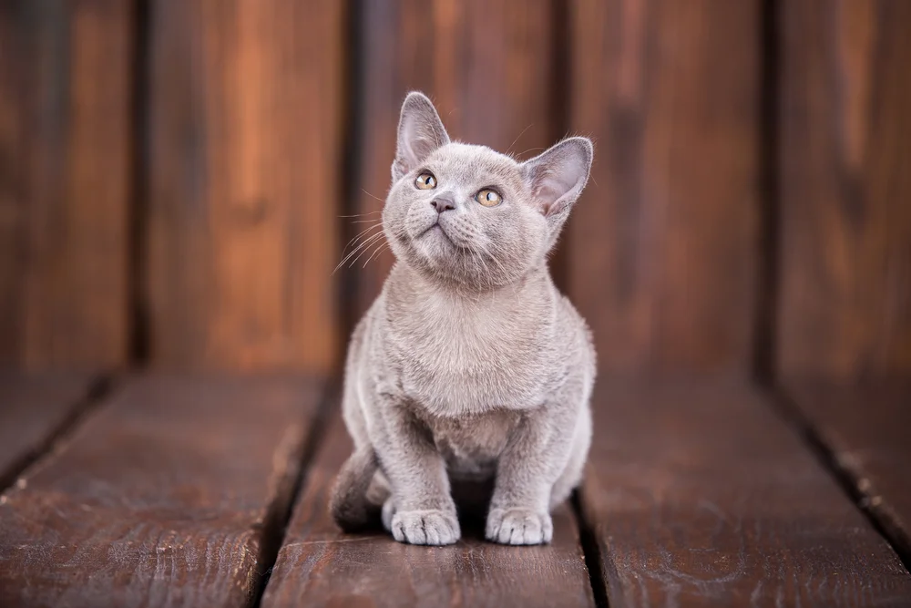 Entenda os motivos dos gatos sempre estarem no banheiro 3 Depositphotos 152029246 S