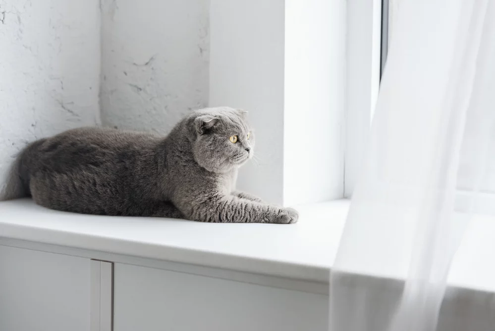 Entenda os motivos dos gatos sempre estarem no banheiro 4 Depositphotos 226181372 S