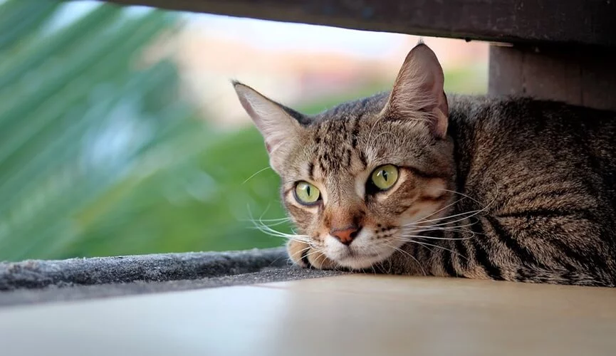 Entenda os motivos dos gatos sempre estarem no banheiro 1 gatos sempre estarem no banheiro