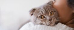 Entenda os motivos dos gatos sempre estarem no banheiro 6 obrigado